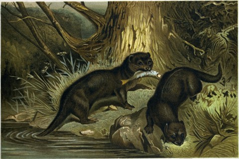 EUROPEAN OTTER