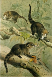 WHITE-NOSED COATI