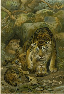 TIGRESS AND CUBS