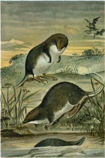 WEB-FOOTED SHREWS