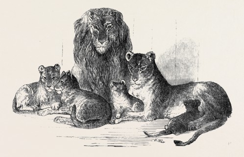 FAMILY OF LIONS IN THE GARDENS OF THE CLIFTON AND BRISTOL ZOOLOGICAL SOCIETY