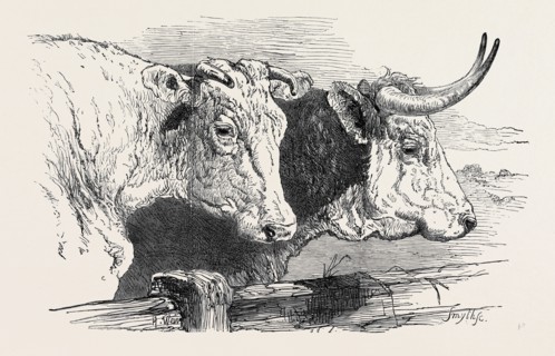SMITHFIELD CLUB PRIZE CATTLE SHOW: SHORT HORNS, CLASS 12, 1st PRIZE of Ã‚Â£20, WITH GOLD AND SILVER