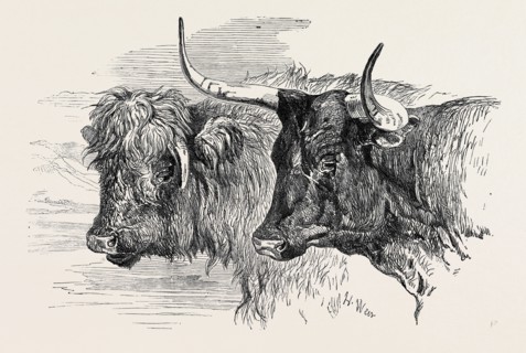 SMITHFIELD CLUB PRIZE CATTLE SHOW: SCOTCH, CLASS 13, THE PRIZE OF Ã‚Â£10 TO MR. JOHN GROVE; DEVONS,