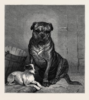 BEAUTY AND THE BEAST, FROM THE DRAWING BY JOHN CHARLTON IN THE BLACK AND WHITE EXHIBITION