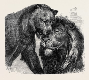 THE KISS OF PEACE, ZOOLOGICAL GARDENS