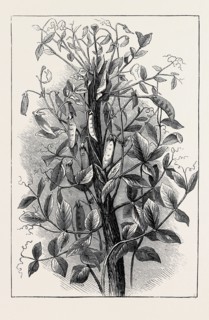 THE ANDERSONIAN MUMMY PEA