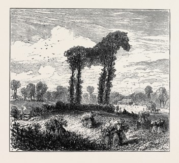 A VEGETABLE HORSE, CURIOUS NATURAL PHENOMENON AT DATCHET; CURIOUS TREES AT DATCHET, The trees,