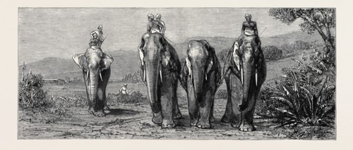 ELEPHANT HUNTING IN CEYLON: REMOVAL OF CAPTIVE ELEPHANT