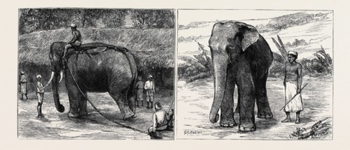 ELEPHANT HUNTING IN CEYLON: LEFT IMAGE: A TAME ELEPHANT DRAGGING TIMBER, RIGHT IMAGE: A SACRED