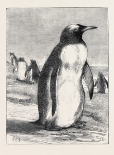 THE PENGUIN FROM THE FALKLAND ISLES RECENTLY PLACED IN THE ZOOLOGICAL GARDENS