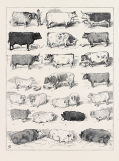 THE CATTLE SHOW AT ISLINGTON, SOME OF THE PRIZE WINNERS: 
1. (127) Scotch Highland Breed, 1st