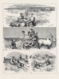 INDIA, HUNTING BLACK BUCK WITH THE CHEETAH IN BARODA: 1. The Start; 2. The Find; 3. The Spring; 4.