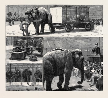 THE SALE BY AUCTION OF MYERS' "GREAT AMERICAN CIRCUS AND HIPPODROME": 1. Dragging the Lions into