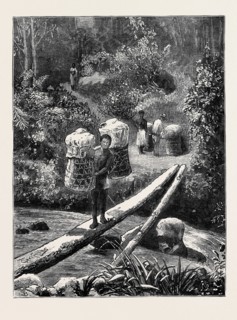 A NATIVE BRIDGE, MADAGASCAR