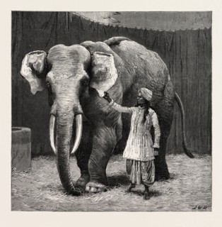 MR. BARNUM'S WHITE BURMESE ELEPHANT "TOUNG TALOUNG": THE ELEPHANT WITH HIS BURMESE ATTENDANT IN