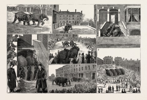 THE STRANGE ADVENTURES OF TWO RUNAWAY ELEPHANTS IN KENTISH TOWN, LONDON: 1. They Break Loose, and