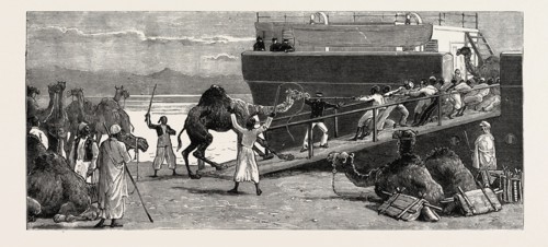 THE REBELLION IN THE SOUDAN (SUDAN): SHIPPING CAMELS AT SUEZ FOR SUAKIM