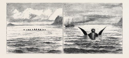 THE SEA SERPENT IN THE MEDITERRANEAN, A SKETCH FROM H.M. YACHT "OSBORNE" OFF THE NORTH COAST OF