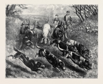 BEAGLES, 1870