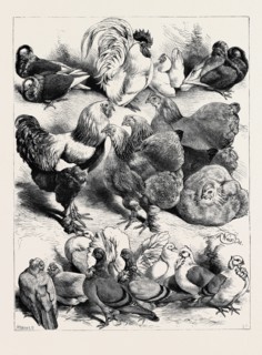 PRIZE BIRDS, CRYSTAL PALACE POULTRY SHOW, 1870