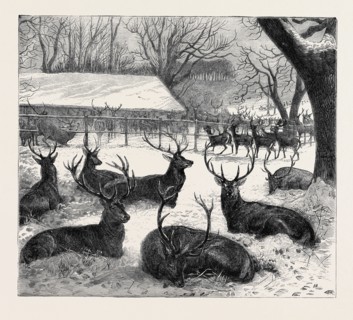 WINTER FEEDING IN WINDSOR PARK, 1870