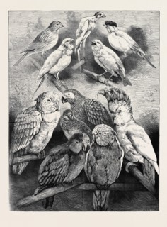 PRIZE BIRDS AT THE CRYSTAL PALACE SHOW, 1870
