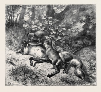 AFTER BREAKFAST, From a Picture by J.B. Zwecker in the Old Bona Street Gallery, 1870