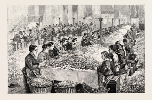THE PERFUMERY MANUFACTURE AT GRASSE: SORTING ROSES, FRANCE