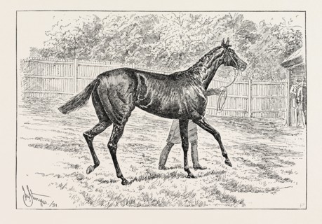 COMMON, WINNER OF THE DERBY.