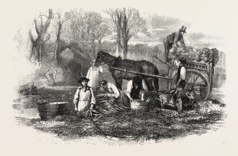 GATHERING, WASHING, BUNCHING, AND CARTING CARROTS FOR THE LONDON MARKET, UK