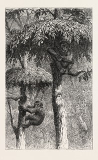 THE NEST-BUILDING APE IN HIS SHELTER