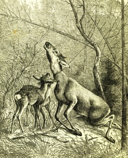 Hunt, Austria 1887