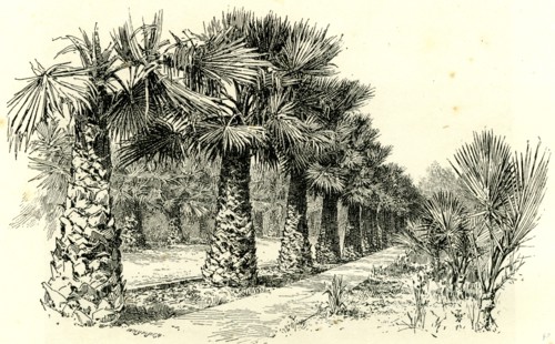 A Palm Grove in Southern California, 1891, USA