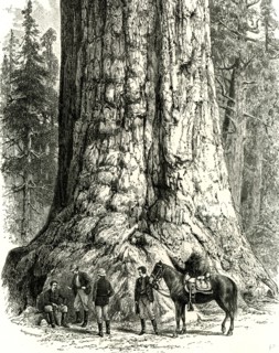 Yosemite Valley, The Grizzly Giant, USA, 1891