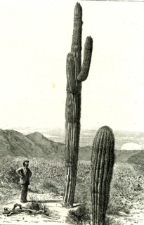 Giant Cactus, Arizona, 1891, USA