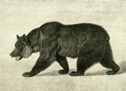 The Grizzly Bear,  USA, 1891