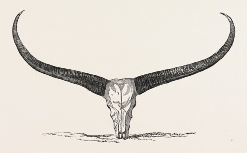 SKULL AND HORNS OF A WILD BUFFALO, SHOT IN CENTRAL ASSAM, 1854