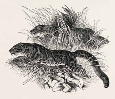 CLOUDED TIGERS, IN THE ZOOLOGICAL SOCIETY'S GARDENS, REGENT'S PARK, LONDON, UK, 1854
