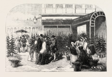 CHRISTMAS TREES IN COVENT GARDEN MARKET, LONDON, UK, 1854