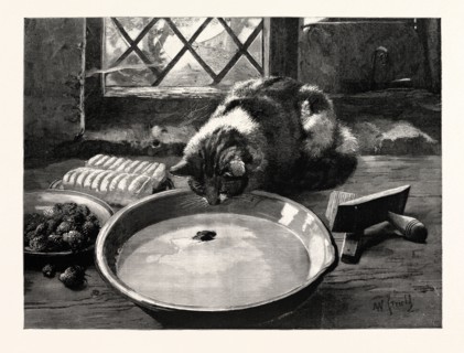 THE MILKY WAY, or, a cat looking at a mouse