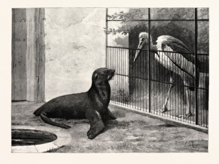 THE NEW NEIGHBOUR (CAPE SEA LION AND ADJUTANT BIRD)