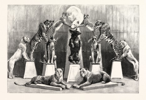 THE HAPPY FAMILY OF PERFORMING WILD BEASTS AT THE CRYSTAL PALACE, THE LIVING PYRAMID FORMED BY