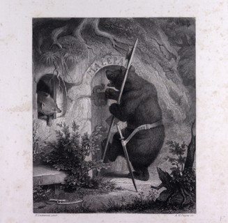 Bruin as messenger