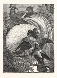 1. Paradisea apoda. The Emerald. 2. Paradisea aurea. The Siflet. 3. The Incomparable; (Le Vaillant)