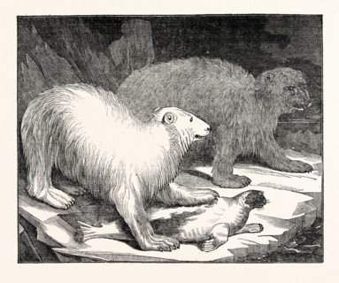 Polar Bears and Seal