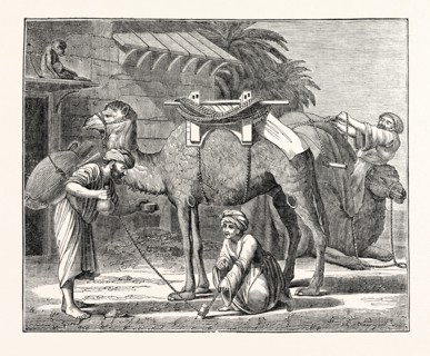 The Arabian Camel