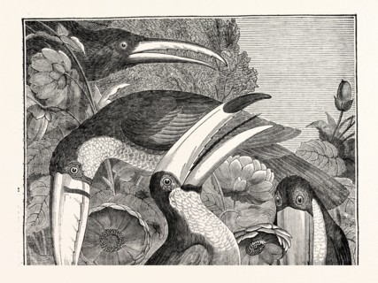 TOUCANS