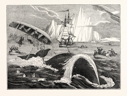 Dangers of the Whale Fishery