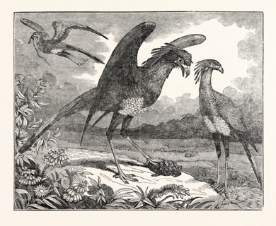 THE SECRETARY BIRD