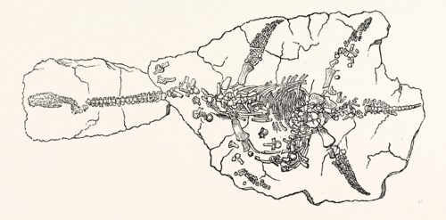 Skeleton of the Plesiosaurus Dolichodeirus, in the position in which it was found at Lyme Regis